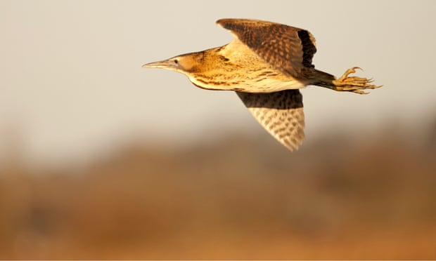 Bitterns, curlews and lapwings at risk as vital wildlife funds dry up Bitterns, curlews and lapwings at risk as vital wildlife funds dry up