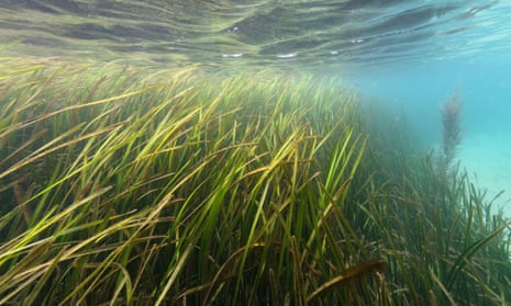 A seagrass meadow near the Channel Islands