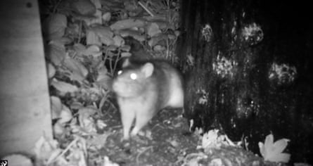 A large introduced Norway rat, discovered in the garden of a home in Hataitai, Wellington.