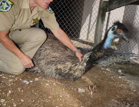 Jeanne Selander, the supervisor of the zoo at the Monroe County detention center, stroking Kramer the emu.