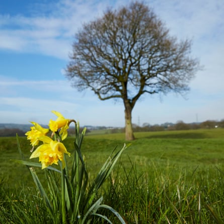 Daffodils on 20th April