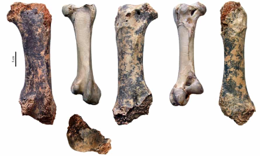 The giant bird’s bones (left, middle and right) alongside those of an ostrich (B and D).