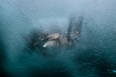 A gannet barely visible underwater except for its eyes