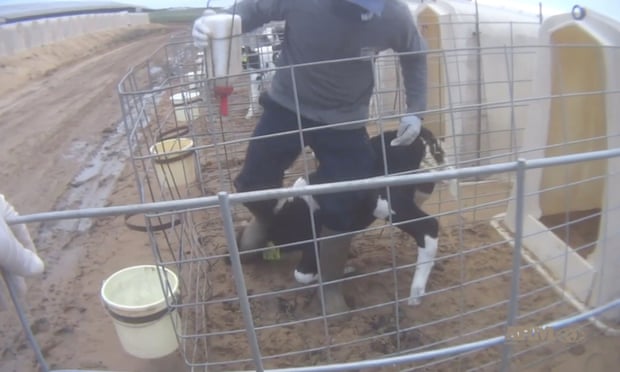A still from the video, which appears to show workers beating and kicking calves