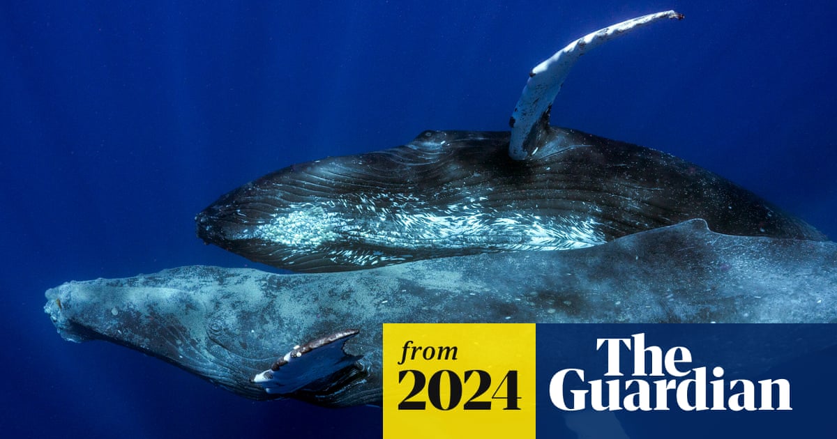 www.theguardian.com