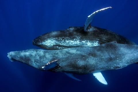 These two male humpback whales were observed mating in 2022. The bottom whale, however, was emaciated and covered in whale lice, according to researchers.