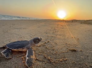 A baby turtle walking on the beach