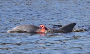 A plastic ring on a dolphin.