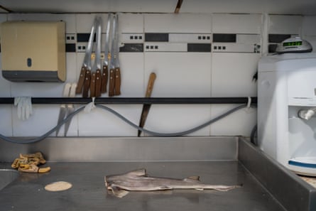 Um tubarão-liso-de-nariz-estreito em um balcão de aço em uma peixaria com facas na parede atrás