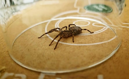 A false wolf spider trapped under a glass.
