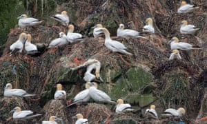 Nesting gannets on Alderney. The Wildlife Trusts fear seabirds - here already endangered by plastic waste - will be threatened by a build-up of rats eating eggs.