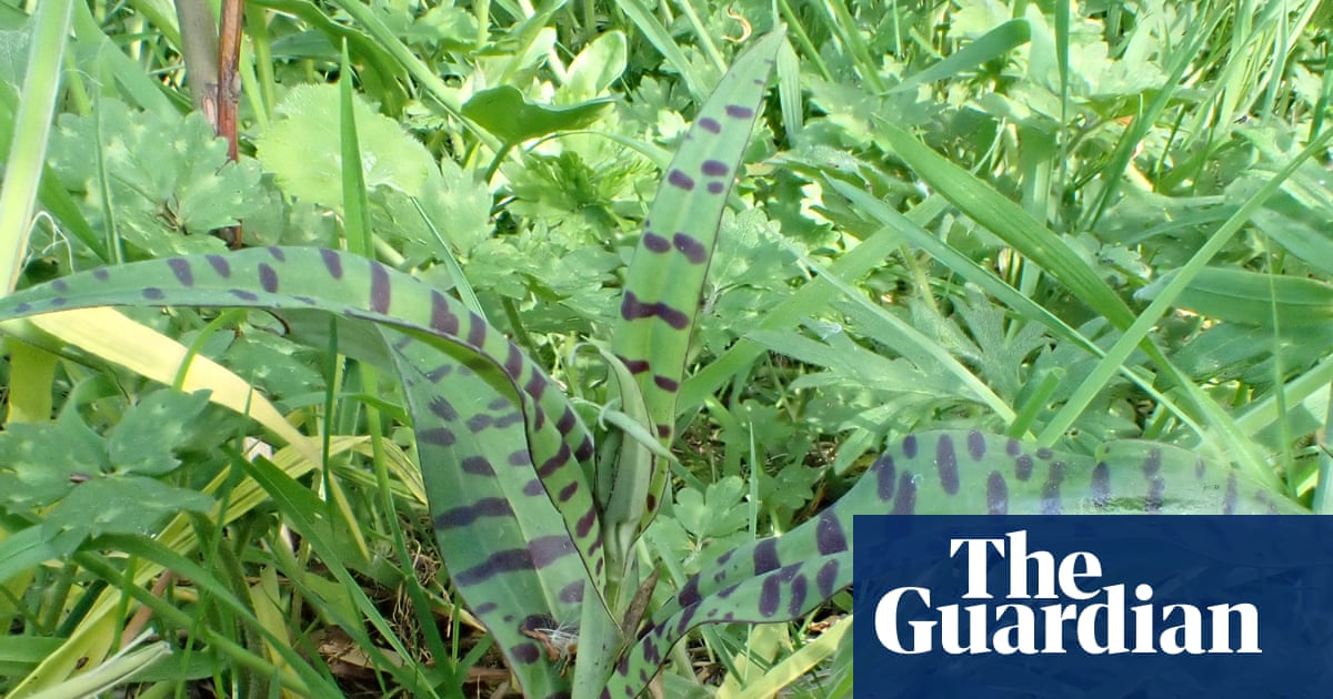 Country diary: Why are orchids so mysterious and coveted? It all starts underground