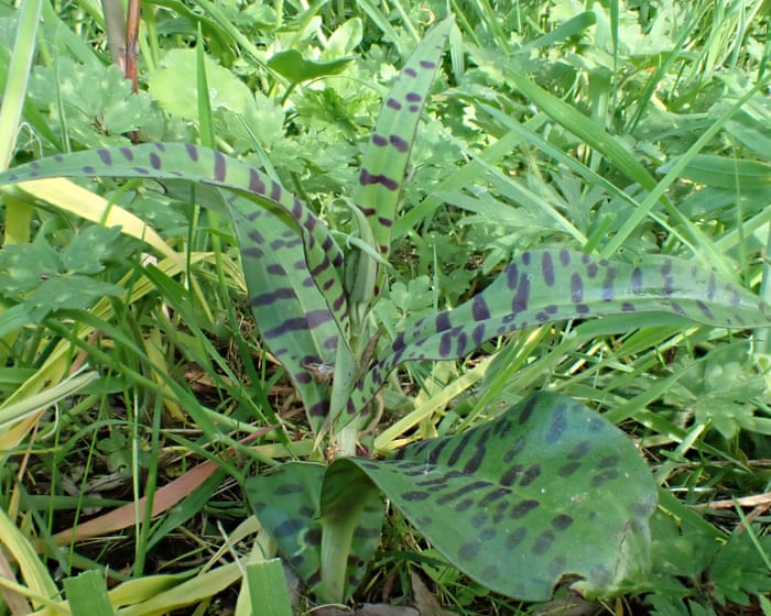 Country diary: Why are orchids so mysterious and coveted? It all starts underground | Mark Cocker