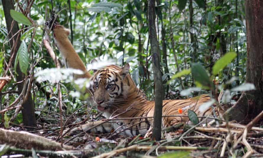 A Sumatran tiger snared by poachers in the Kerinci Seblat national park in Muko-Muko, Bengkulu province of Indonesia. In 2012, conservationists found 120 traps set up by poachers in the park.
