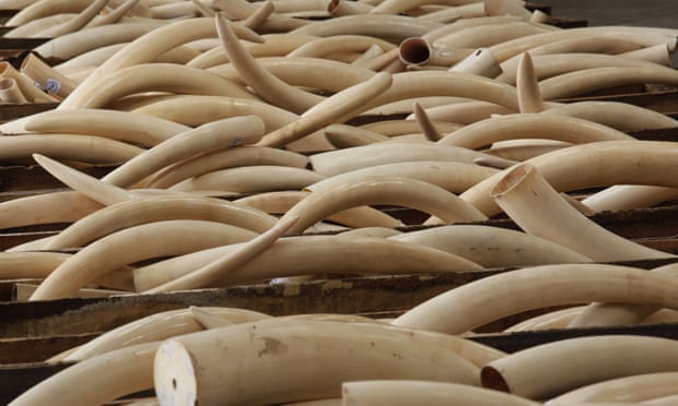 Ivory tusks stored in boxes at Hong Kong Customs after they were seized from a container from Nigeria.