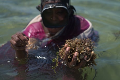 A seaweed collector wearing a snorkel holds up a handfull of seaweed
