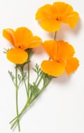 Orange flowers from Eschscholzia californica (California poppy) on white background