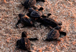 Newly-hatched loggerhead sea turtles (Caretta caretta) released by activists, find their way toward the sea at sunset, at the Orange House turtle reserve, El Mansouri, Lebanon