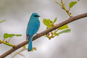 A verditer flycatcher on a branch