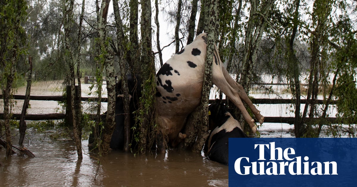 A flood-hit farmer’s lament for his lost cows: ‘It’s the helplessness of hearing them bellowing’