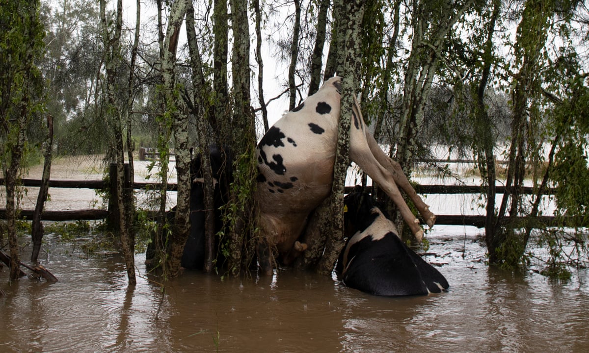 A flood-hit farmer's lament for his lost cows: 'It's the helplessness of  hearing them bellowing' | Australia east coast floods 2021 | The Guardian