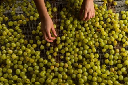 Hands sorting a large number of gooseberries
