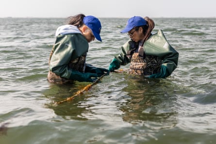 Donna Collins-Smith and Danielle Hopson-Begun check on a kelp line in Shinnecock Bay in May 2022.