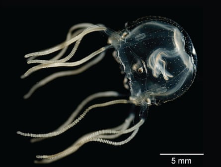 A Caribbean box jellyfish