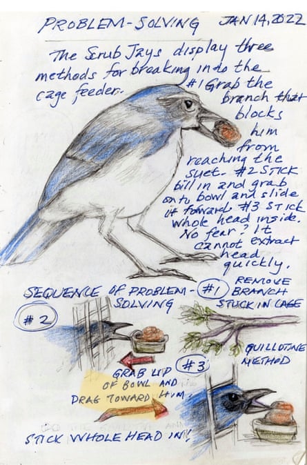Amy Tan’s sketch of scrub jays.