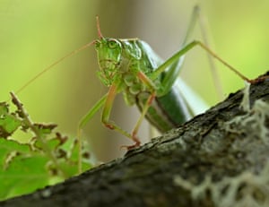 katydid with only one antenna climbs on a hazelnut tree in an orchard near Elkton in southwestern Oregon, US. Katydids are close relatives of grasshoppers and crickets, and many species feed on leaves, flowers and fruit