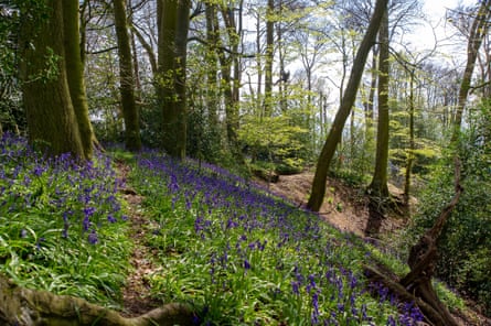 Bluebells in the sunshine in Jones’ Hill Wood