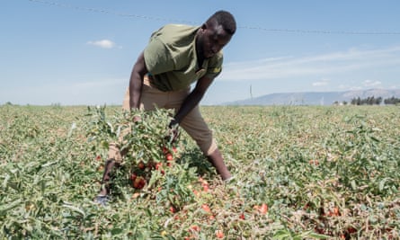 Migrant worker from Mali picks tomatoes.