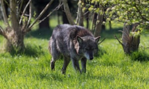One of the Trust’s 10 wolves.