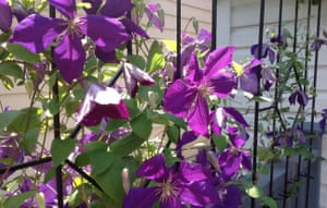 Purple clematis vine