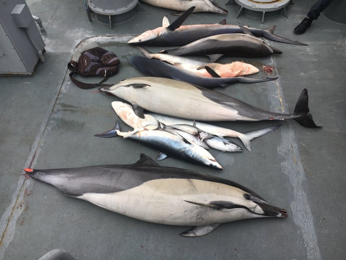 Cat And Mouse On The High Seas On The Trail Of China S Vast Squid Fleet Environment The Guardian