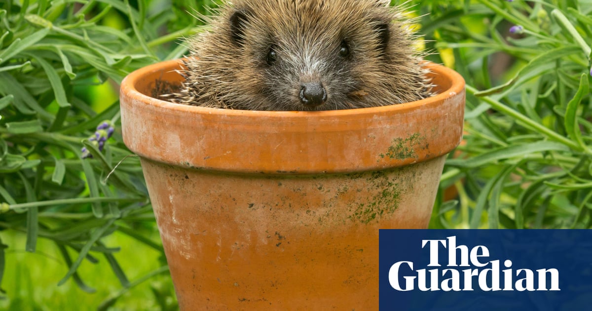 Beastly Britain by Karen R Jones review how animals shaped British identity