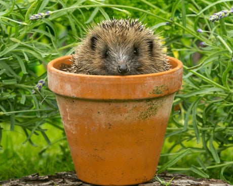 Beastly Britain by Karen R Jones review – how animals shaped British identity