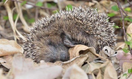 A young hedgehog plays possum after being disturbed in the garden.
