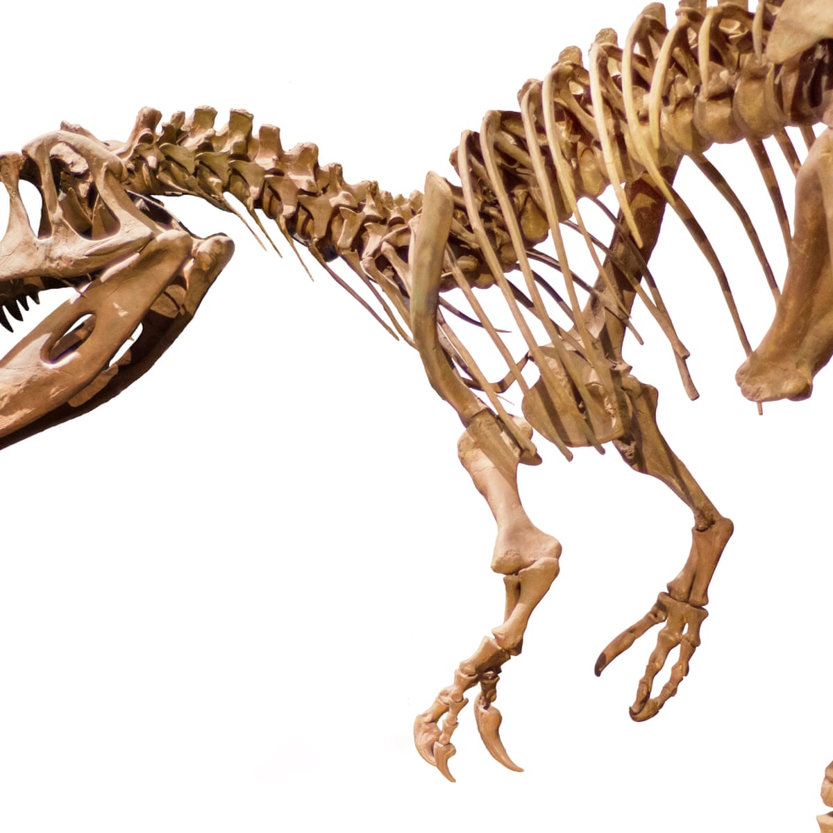 Dinosaur Bones dinosaur-bones