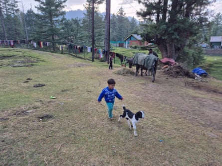 A mini boy chases a babe goat amid immoderate conifer trees