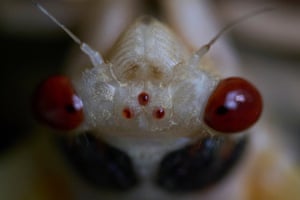 An adult periodical cicada sheds its nymphal skin, Cincinnati, US. There are two large compound eyes, which are used to visually perceive the world around them, and three small, jewel-like, simple eyes called ocelli centre