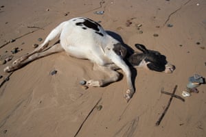 A dead calf washed up at Old Bar