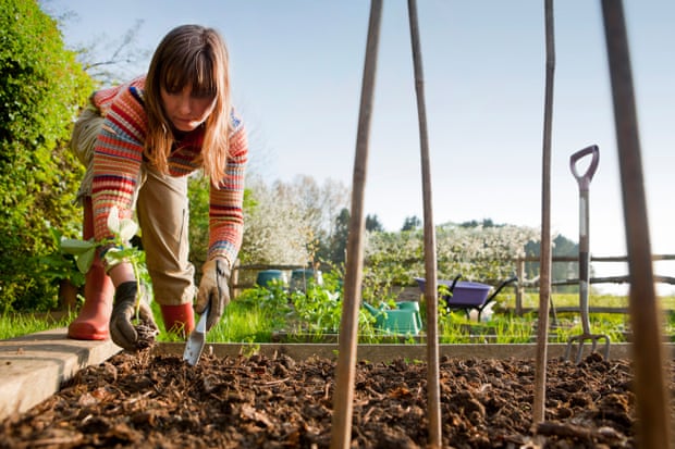 Woman planting broad beans in a raised bed