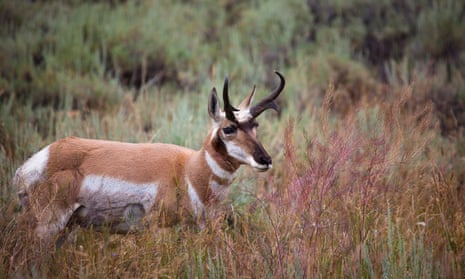 A pronghorn in Yellowstone national park, Wyoming.