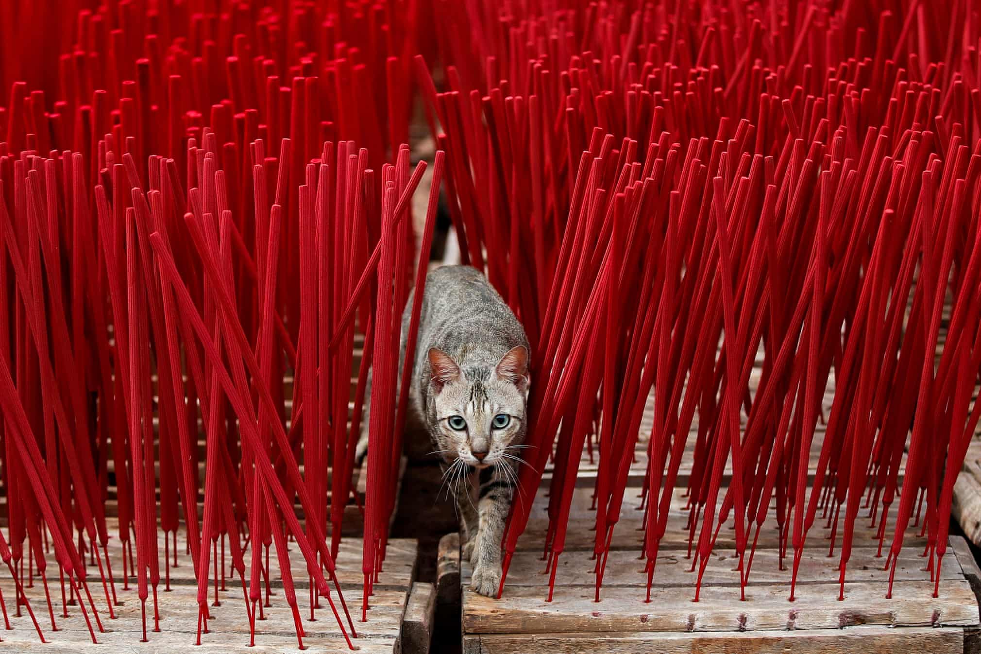 Guardian photos of the day. - Page 28 3373