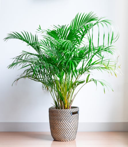 Bright living room with houseplant areca palm on the floor in a wicker basket