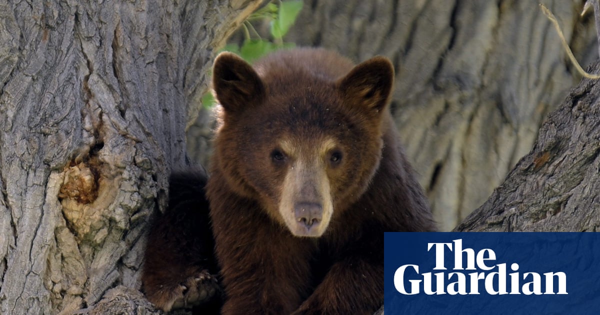 Thursday news quiz: Meta losing face, sugar in space and a bear in the wrong place