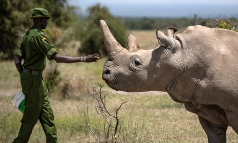 A ranger reaches out towards female northern white rhino Najin, 30, one of the last two northern white rhinos on the planet