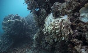 Decomposing coral on the Great Barrier Reef. All mentions of Australia were removed from Unesco’s report on climate change and world heritage sites. 