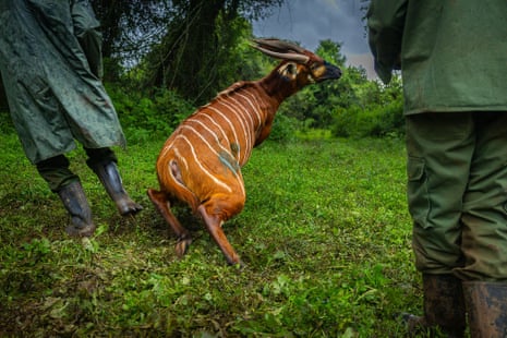 A bongo gets to its feet in a green area next to two wildlife officers.
